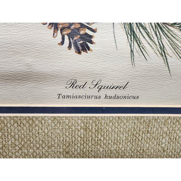 Gene Gray Red Squirrel Lithograph 1977 Series3 Plate3 Signed Framed Wildlife Art - Picture 6 of 11